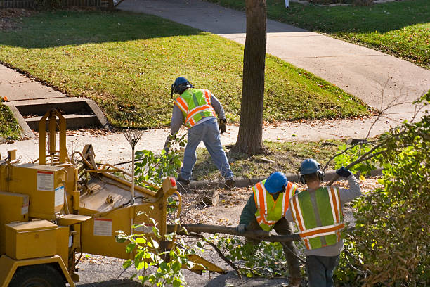 Best Tree Pruning Services  in White Sands, NM